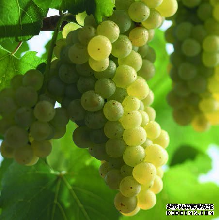 Chardonnay