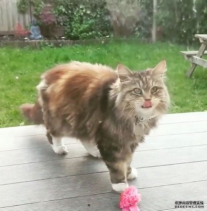 ȥھӼҴ ÿζͷۺС